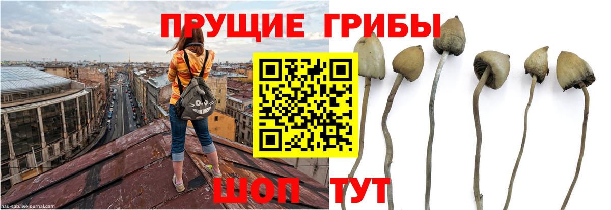Галлюциногенные грибы MAGIC MUSHROOMS  Псилоцибиновые грибы GOLDEN TEACHER  Димитровград  Вход с VPN 